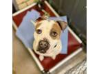 Adopt Krinkle Cut K 15 a Pit Bull Terrier