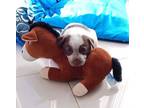 Adopt Perseo(2) a Australian Cattle Dog / Blue Heeler