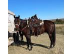 6 Year Old AQHA Gelding