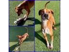 Adopt TICKY a English Coonhound