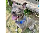 Adopt Gucci 23010 a Gray/Silver/Salt & Pepper - with Black Mixed Breed (Medium)