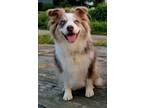 Adopt Benton a Merle Australian Shepherd / Mixed dog in Meredith, NH (37967395)