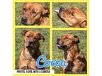 Adopt Cocoa a Red/Golden/Orange/Chestnut Mastiff / Mixed dog in Hopkinsville