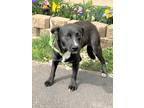 Adopt Forrie a Black - with White Carolina Dog / Mixed dog in West Chicago