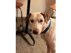 Adopt Koa a White Pharaoh Hound / Mixed dog in Twin Falls, ID (37969197)