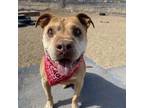 Adopt Akiro a Pit Bull Terrier