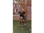 Adopt ROCKY a Pit Bull Terrier, German Shepherd Dog