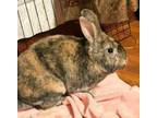 Adopt Harvey a Bunny Rabbit