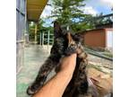Adopt Ali a Tortoiseshell Domestic Shorthair / Mixed cat in Washington