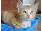 Adopt Sunny a Orange or Red (Mostly) American Shorthair (short coat) cat in