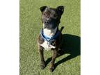 Adopt Tiger King a Pit Bull Terrier, Mixed Breed