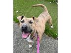 Adopt Bob Ross a Pit Bull Terrier, Mixed Breed
