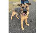 Adopt Sarge a German Shepherd Dog