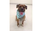 Adopt Murph a Boxer