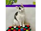 Adopt Flora a Domestic Shorthair / Mixed (short coat) cat in Rockford