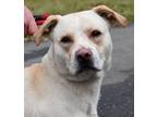 Adopt Lorax - LIMITED TIME $18 ADOPTION FEE a Yellow Labrador Retriever