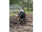 Adopt Arnold a Pig (Farm) farm-type animal in Clinton, WA (37965808)
