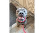 Adopt Kenny a Pit Bull Terrier