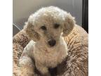 Adopt Dewie a Miniature Poodle