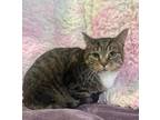 Adopt Troy a Domestic Short Hair