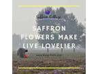 allure of saffron flowers