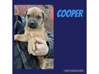 Adopt Cooper a Labrador Retriever