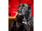 Adopt Beau (Mr Big #1) a Labrador Retriever