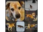 Adopt FLASH a Jack Russell Terrier, Beagle
