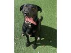 Adopt Mister - $75 Adoption Fee! Diamond Dog! a Labrador Retriever
