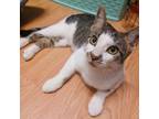 Adopt Sammy - Courtesy Posting a Domestic Short Hair, Tabby