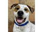 Adopt Ranger a Pointer, Mixed Breed