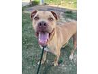 Adopt Nugget a Pit Bull Terrier, Mixed Breed