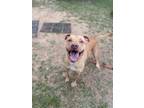 Adopt Nugget a Pit Bull Terrier, Mixed Breed