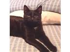 Adopt Prince a Bombay, Domestic Short Hair