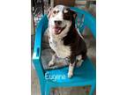 Adopt Eugene a Australian Shepherd