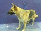 Adopt BAXSTON a German Shepherd Dog, Mixed Breed
