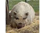 Adopt Kevin - DC0004 a Pig