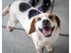 Adopt Macado a Beagle