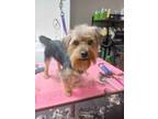 Adopt Harvey a Yorkshire Terrier, Poodle