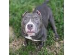 Adopt Bobble Head a American Staffordshire Terrier