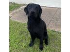 Adopt Tuesday a Labrador Retriever