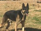 Adopt Hashbrown a German Shepherd Dog