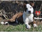 Adopt Hudson a Australian Cattle Dog / Blue Heeler