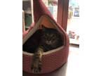 Adopt Knobby *BONDED WITH SHADOW* a Domestic Short Hair