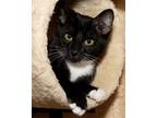 Adopt Sylvester a Domestic Short Hair