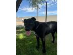 Adopt Gordon a Labrador Retriever, Shepherd