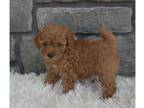 dv L Toy poodle puppies