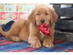 kkth Golden retriever puppies