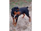 Adopt Sam a Rottweiler