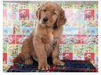 Golden Retriever Puppy for sale in State College, PA, USA